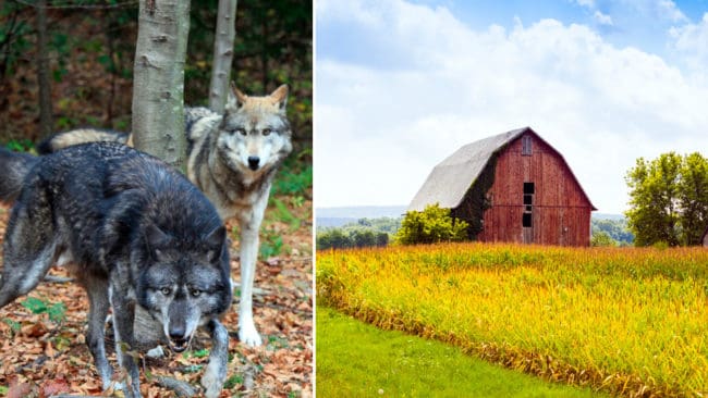 Det finns rekordmånga vargar i Wisconsin, en stat som många utvandrande svenskar och andra nordbor emigrerade till och bosatte sig på landsbygden.