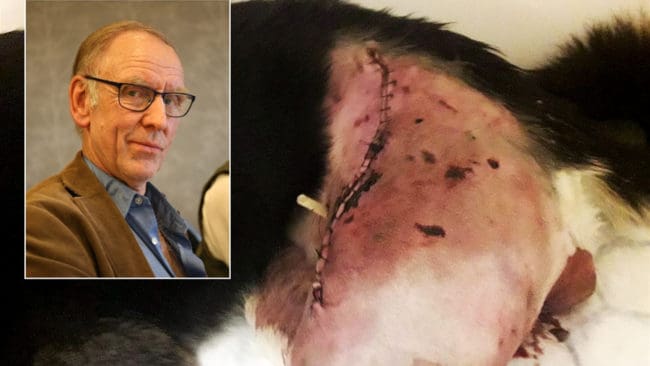 Länsstyrelsen säger nej till skyddsjakt på två vargar, trots att Henrik Tågmarks östsibiriska lajka blev svårt skadad vid ett vargangrepp.