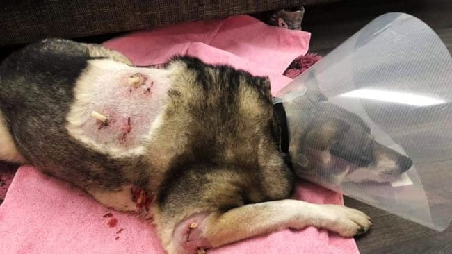 Veterinären sydde ihop bitsåren och satte dit dränageslangar. (Klicka på en av pilarna för att se fler bilder.)