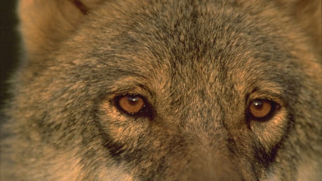 Habituerade vargar, som blivit vana vid kontakt med människor, kan bli farliga. Därför måste oskygga och närgångna vargar skjutas bort. Det anser etablerade vargforskare som Håkan Sand och Olof Liberg.