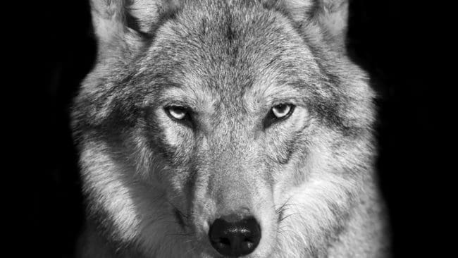 Vargen stod på altanen vid ett hus i Kläppen och studerade de två skällande jämtvalparna inne i huset. Nu törs inte valpägaren släppa ut hundarna lösa vid huset de närmaste dagarna. (Arkivbild)