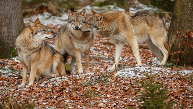 Fem nya vargrevir har konstaterats under vinterns inventeringsarbete i Värmland.