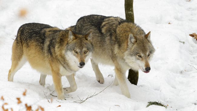 Tre norska vargar har gått över gränsen till Sverige, visar information från de sändare som vargarna bär. (Arkivbild)