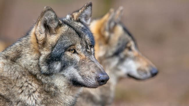Djurrättsorganisationen Jaktkritikerna har överklagat skyddsjaktsbeslutet om ett vargpar i Jämtland.