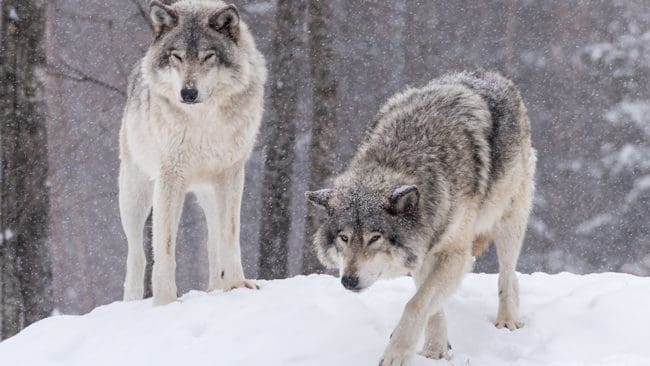 Länsstyrelsen i Dalarna förlänger skyddsjakten på två vargar i Idre. (Arkivbild)