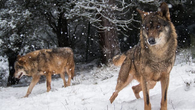 Norska brukarorganisationer rasar mot Olso tingsrätts beslut att stoppa den pågående vargjakten.