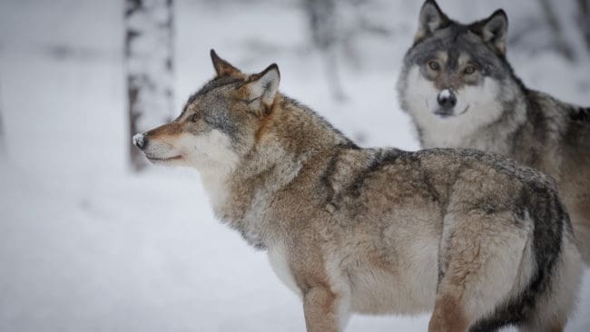 Honan härstammar från Trysil i Norge och hanen från Lindesberg i Västmanland.