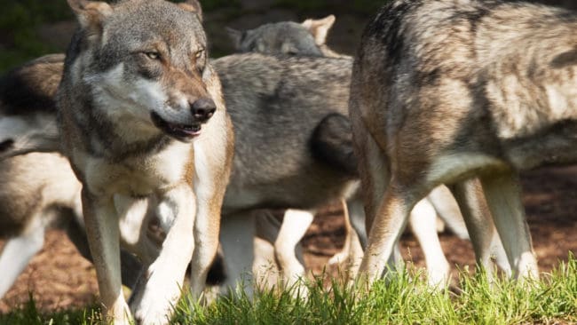 Länsstyrelsen bedömer att det var fyra vargar som grävde sig in under det rovdjursavvisande stängslet.