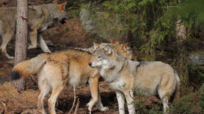Det blir ingen licensjakt på varg i Sverige i januari nästa år och beslutet om att Jämtland ska ha minst tio vargar ligger fast.