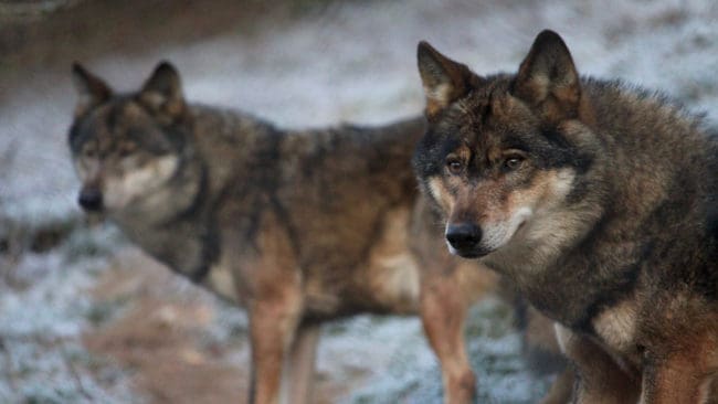 Vilthandläggare Lars Wiklund vid Länsstyrelsen i Västernorrlands län tror att ett nytt vargpar kan ha etablerat sig i länet. (arkivbild)