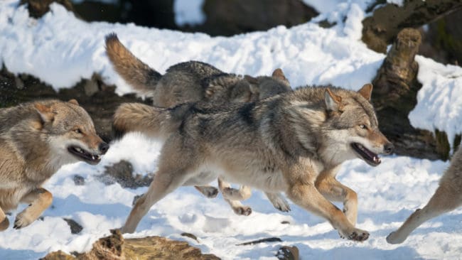 Jämthundstiken flydde men vargarna kom i kapp henne. (arkivbild)