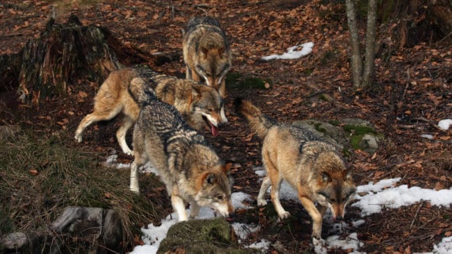 Enligt de senaste inventeringsuppgifterna finns det åtta vargar i Långbogenreviret. Föräldraparet har alltså sex valpar som föddes 2019. (arkivbild)