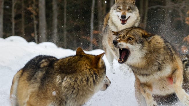 En varg som närmar sig en hund borde vara skäl nog att ta bort vargen, tycker JRF-ordförandena i Dalarna och Gävleborg.