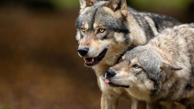 Det revirmarkerande vargparet håller till nordväst om Uppsala. (arkivbild)