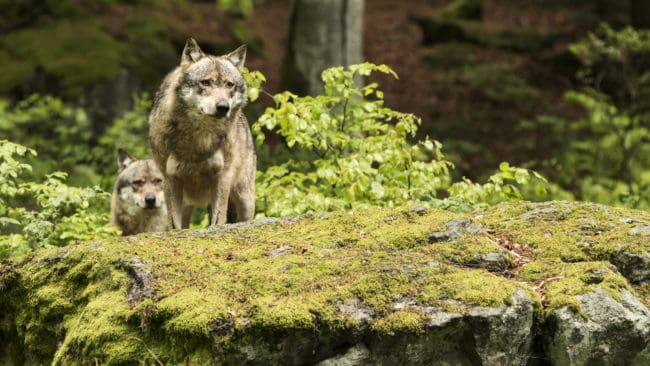 – Det kan handla om samma varg men det kan också vara en annan, säger kommunikatör Jens Mattsson vid länsstyrelsen. (arkivbild)