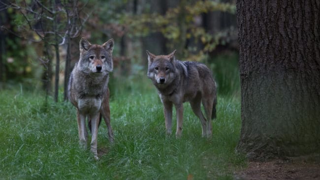 Två vargar observerades i går i markerna där jaktlaget Sörby jagade älg. (arkivbild)