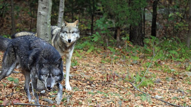 En hundägare som mötte fyra vargar på lördagsmorgonen sköt tre varningsskott för att få bort dem. (Arkivbild)