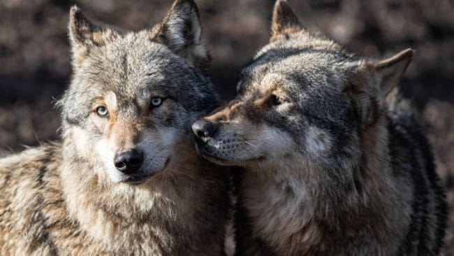 Om vargparet i nybildade reviret Linderödsåsen kommer att få valpar i år är för tidigt att uttala sig om, enligt länsstyrelsen i Skåne.
