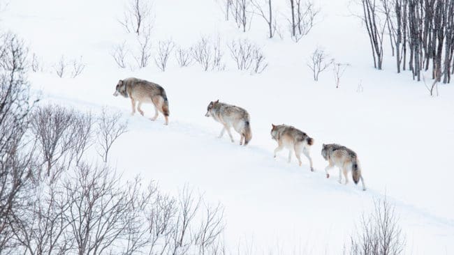 Norska myndigheter tror att det finns fler vargar i Norge nu än förra året.
