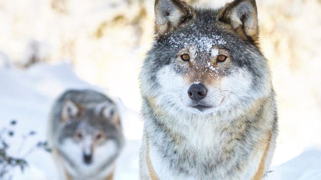 Länsstyrelsen i Dalarna genomför en extra spillningsinventering av vargarna i länet. Hittills har allmänheten och jägare bidragit med över hundra prover.