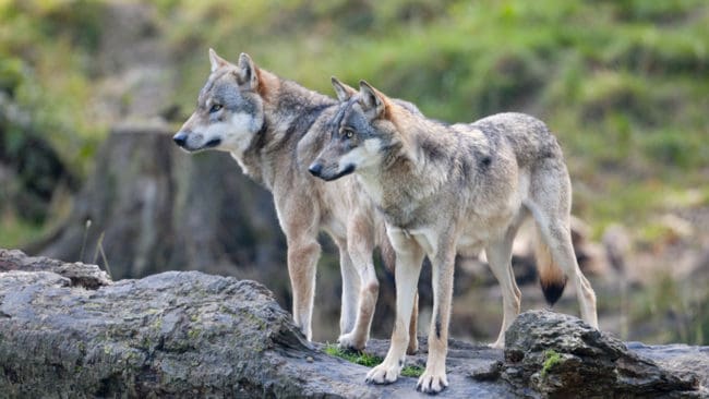Sex vargar har rymt ur ett hägn i en nationapark utanför tyska München. (Arkivbild)