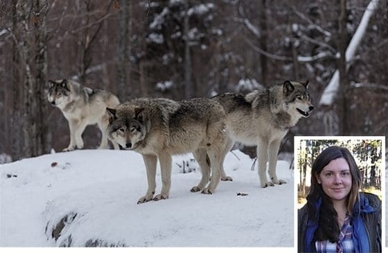Maria Falkevik, rovdjursansvarig på länsstyrelsen i Värmland, ger stöd för förslaget att kunna hemlighålla vargskyttar.