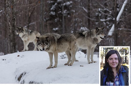 Maria Falkevik, rovdjursansvarig på länsstyrelsen i Värmland, vill ha ett vargsymposium även i Värmland.