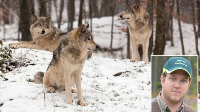 Jens Gustafsson, biträdande riksviltvårdskonsulent på Jägarnas Riksförbund, riktar hård kritik mot Naturvårdsverkets påståenden att vargstammen inte är ett samhällsproblem.