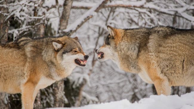 Revirstrider mellan vargar förekommer. Blodspår visar att hannen i Sjundareviret skadades när en hanne från det angränsande Ärlareviret tog sig in i Sjunda-området. (Arkivbild)