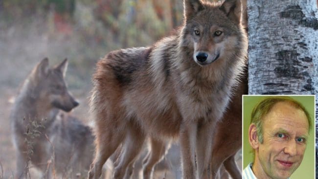 Henrik Tågmark i JRF-ledningen vänder sig starkt mot att den slopade licensjakten på varg skylls på omfattande illegal vargjakt. Det finns inga bevis för sådana påståenden, invänder han.