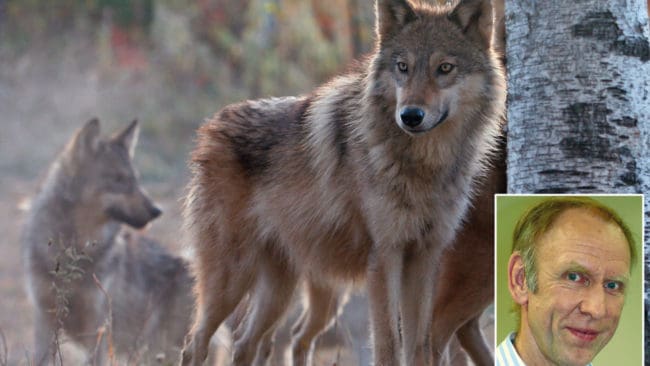 Förslaget att förkorta vargjakten med två veckor kritiseras av Henrik Tågmark, förste vice ordförande i Jägarnas Riksförbund.