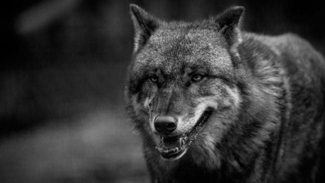 Varg gick till attack mot en åttaårig gråhundstik vid en älgjakt öster om Stöllet. Tiken dödades. (Arkivbild)