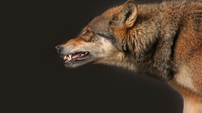 Natten mot tisdagen blev en fårhage i Kronoberg attackerad av varg. Fem får dog efter angreppet. (Arkivbild)