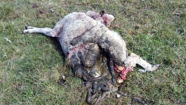 Fem tackor och fyra lamm hittades på torsdagsmorgonen vargdödade i Möklinta i Västmanland.