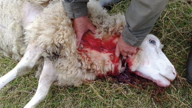 Tio får i värmländska Grums dog efter en vargattack natten mot torsdagen. Nu måste den drabbade fårägaren försöka ta in fåren på nätterna. (Arkivbild)