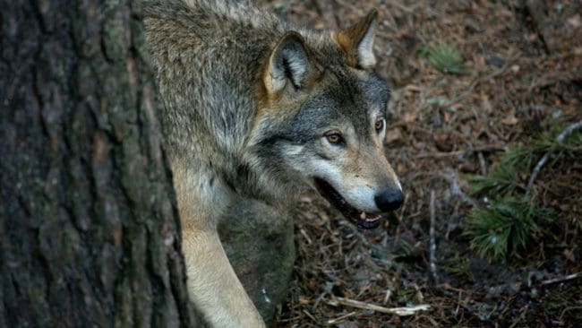 Av 64 misstänkta vargangrepp mot får i Danmark i år är det bra i fyra fall som DNA-analyser visar att attacken i själva verket gjordes av lösspringande hundar.