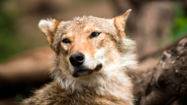 Vargtiken från reviret Ryssjön har inte varit tillräckligt närgången mot byinvånare i Svartsbo/Mo. Därmed avslås den femte ansökningen om skyddsjakt på en varg i Ockelbo kommun i Gävleborg. (Arkivbild)