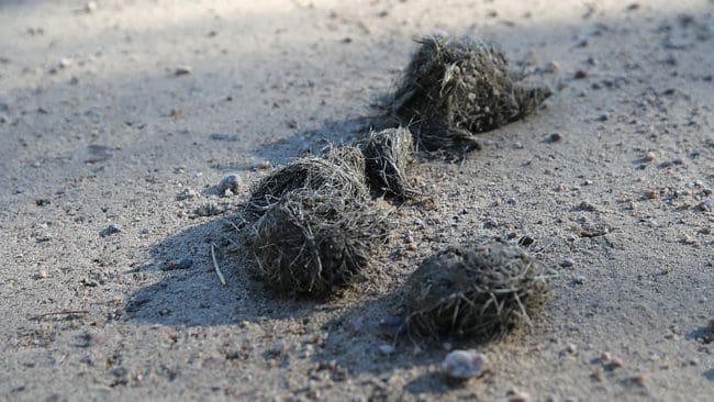 Svaret från DNA-analysen av vargspillning visar att det en ung tik från Ryssjöreviret som dödade två lamm i en fårhage i Lingbo i Ockelbo kommun. (Arkivbild)