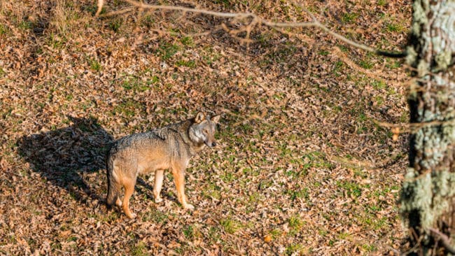 Två personer som bor i Insjön nekas skyddsjakt på varg efter vargbesök vid sina bostäder. Att det hittats vargspillning 15 meter från huset räcker inte, anser länsstyrelsen i Dalarna. (Arkivbild)