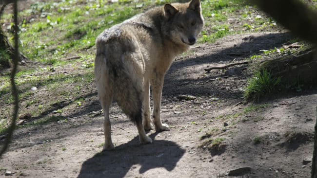 Även Förvaltningsrätten nekar skyddsjakt och anser att byborna i Lingbo får stå ut med vargbesök eftersom inget visar att någon varg visat närgånget och oönskat beteende. (Arkivbild)
