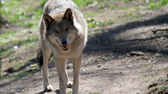 Byföreningen i Lingbo i Gävleborg vill inte ha oskygga vargar inne bland bebyggelsen och driver nekad skyddsjakt vidare till kammarrätten. (Arkivbild)