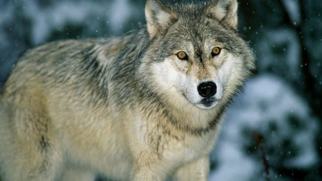 15 GPS-märkta vargar från två norska revir har i över 20 fall i skydd av mörkret gjort visiter vid boningshus under två månader. Vargarna var då 50 meter, eller ännu närmare, vid bostäderna.
