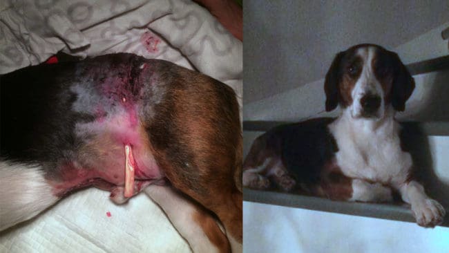 Det ska inte finnas något vargrevir där Orry släpptes på torsdagen. Det hjälpte inte. Nu ligger den fremårige drevern på veterinärstationen med svåra skador