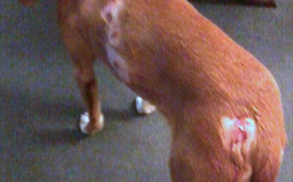 Jessie efter vargattacken. Gotlandsst&ouml;varen Jessie &ouml;verlevde sannolikt tack vare att &auml;garen J&ouml;rn Knudsen var bara 50 meter bort n&auml;r attacken intr&auml;ffade.