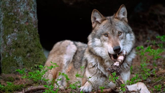 16 får är dödade, skadade eller saknade efter ett vargangrepp i lördags i Gnesta kommun. Eftersom det är den fjärde vargattacken mot får sedan juli öppnar länsstyrelsen i Södermanland för att det kan bli skyddsjakt. (Arkivbild)