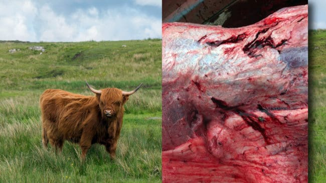 Tandmärken i strupen och över struphuvudet avslöjade att kvigan dödats av varg. Skadorna syntes inte innan halsen flåtts av.