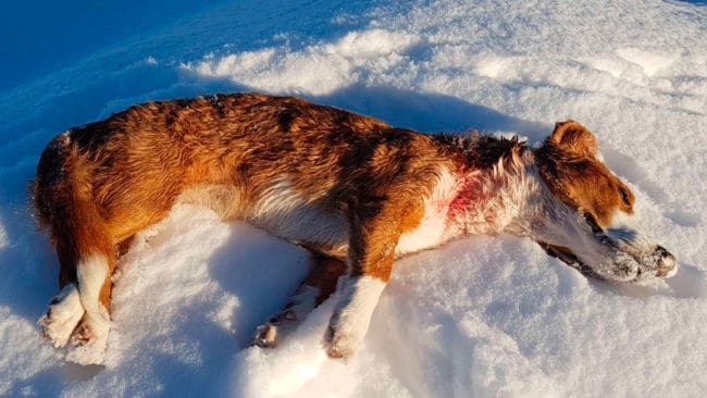 Länsstyrelsen bekräftar att det var en varg som dödade drevertiken under ett jaktprov utanför Molkom i går. Hittad vargspillning har sänts in för DNA-analys för att identifiera hunddräparen.