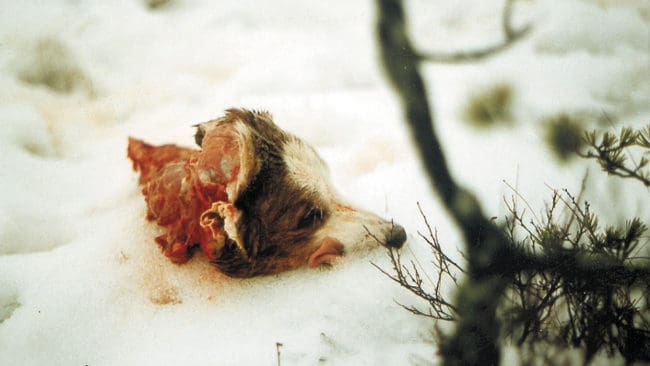 Enligt ett förslag från Naturvårdsverket ska ersättningen från staten för hundar som dödats av stora rovdjur som vargar höjas med 5 000 kronor till med max 25 000 kronor.