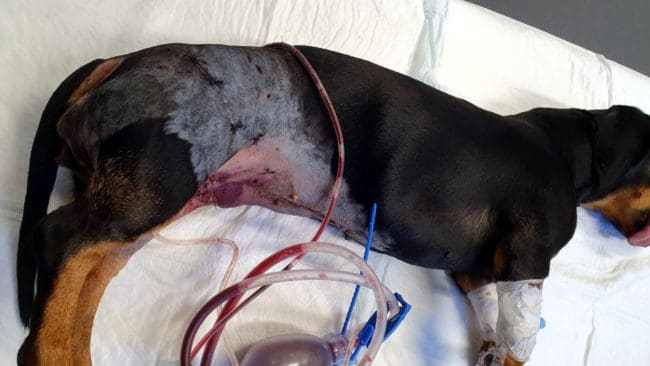 Taxen togs direkt till Falu djursjukhus. Men skadorna efter vargangreppet var så omfattande att hon dog på operationsbordet.