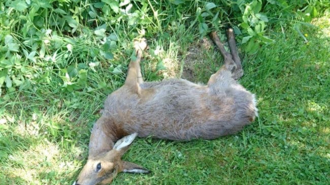 Efter att vargen dödade rådjuret satte man ut kameror vid kadavret för att se om vargen möjligen skulle komma tillbaka, men det har den inte gjort.